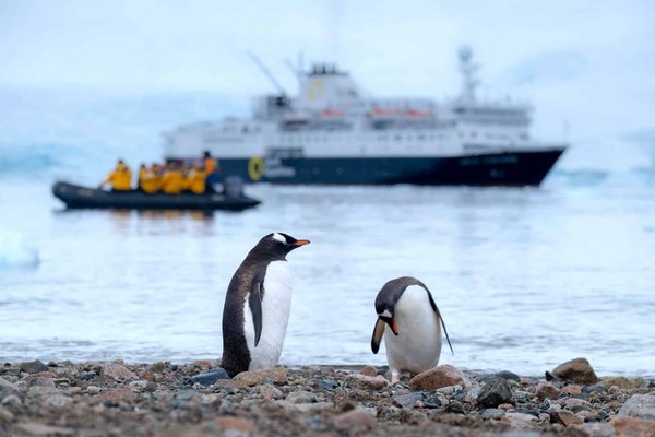 Comment organiser un camping pour observer les manchots en Antarctique?