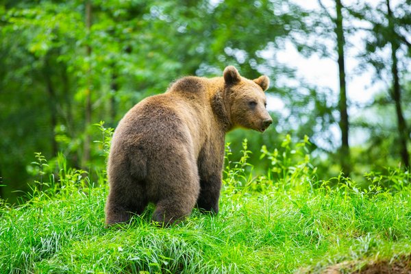 Comment planifier un voyage pour observer les ours bruns en Alaska?