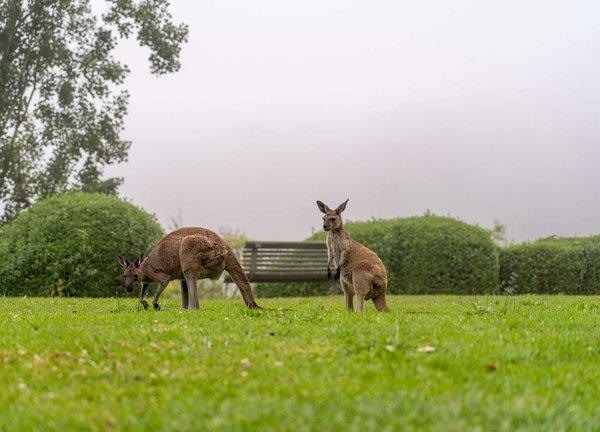 Où observer les kangourous en liberté dans le parc national de Kakadu, Australie ?